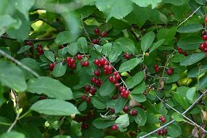 2025-07229826 Wachusett Meadow, MA